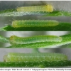 lept sinapis larva1 volg